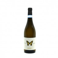 Pecorino Machaon 2022 -  Ausonia